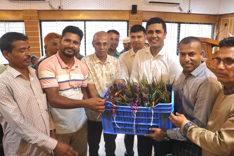 কলাপাড়ায় কৃষকদের মাঝে বিনামূল্যে গোলপাতার চারা বিতরণ