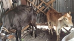 গোপালগঞ্জে সুদের টাকা উসুলে কৃষকের গরু নিয়ে যাওয়ার অভিযোগ