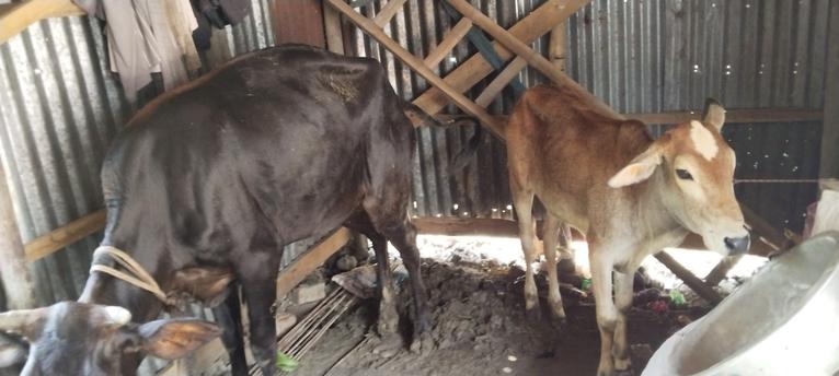 গোপালগঞ্জে সুদের টাকা উসুলে কৃষকের গরু নিয়ে যাওয়ার অভিযোগ