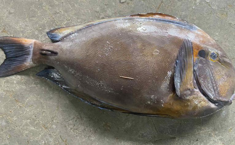 বঙ্গোপসাগরে জেলের জালে ধরা পড়লো বিরল ব্রাউন সার্জনফিশ