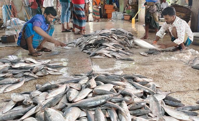 কলাপাড়ায় বৈশাখের আগে ইলিশের দাম আকাশছোঁয়া, বাজারে সংকট