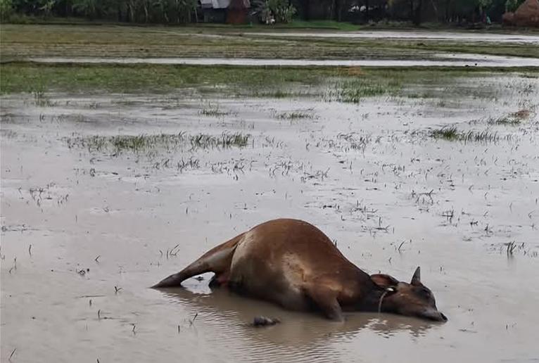 কলাপাড়ায় দুই দিনে বজ্রপাতে ২৯ গরু ও দুইজনের মৃত্যু