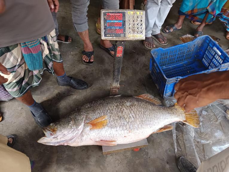 কুয়াকাটায় জেলের জালে ২৩ কেজির কোরাল, ৩০ হাজার টাকায় বিক্রি