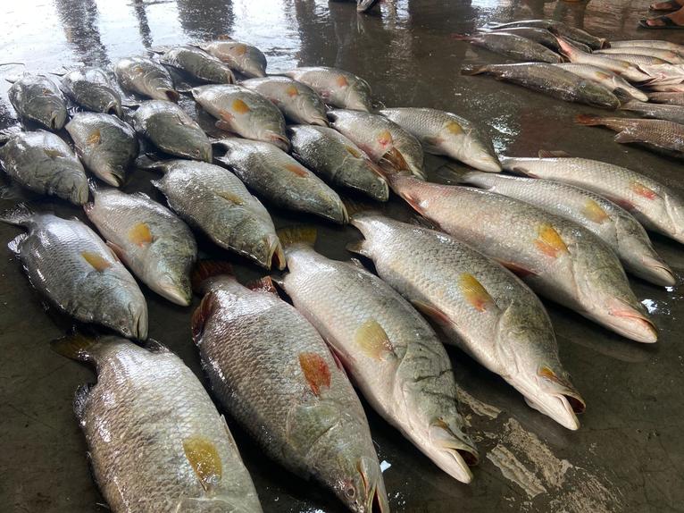 কুয়াকাটায় এক ট্রলারে ধরা ৪০ কোরাল