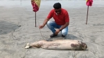 কুয়াকাটায় ফের মৃত ডলফিন, উপকূলীয় পরিবেশ নিয়ে বাড়ছে শঙ্কা