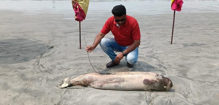 কুয়াকাটায় ফের মৃত ডলফিন, উপকূলীয় পরিবেশ নিয়ে বাড়ছে শঙ্কা