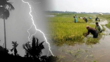 সুনামগঞ্জের হাওরে বজ্রপাতে পাঁচ কৃষকের মৃত্যু