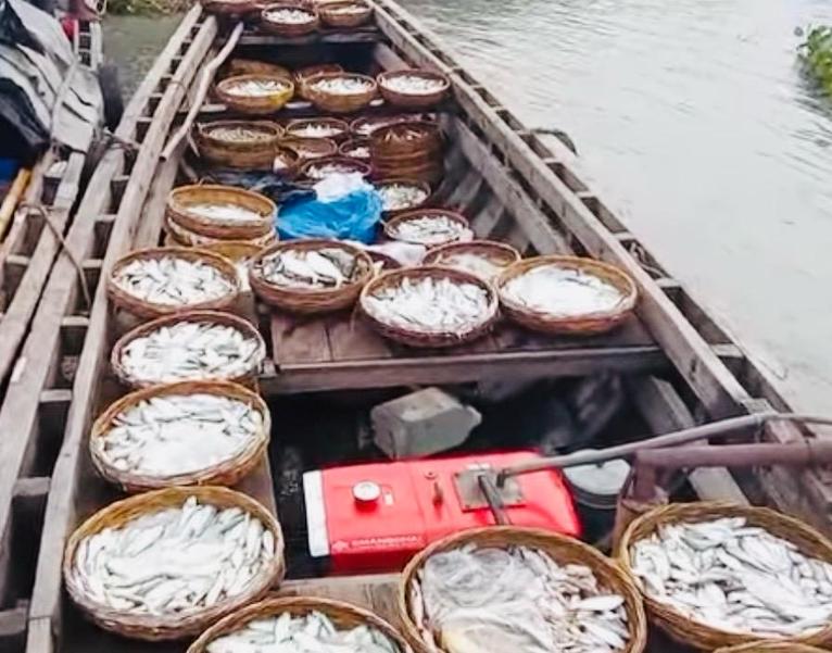 মেহেন্দিগঞ্জে জব্দকৃত জাটকা বিতরণে দীর্ঘসূত্রতায় প্রশ্নের মুখে মৎস্য অধিদপ্তর