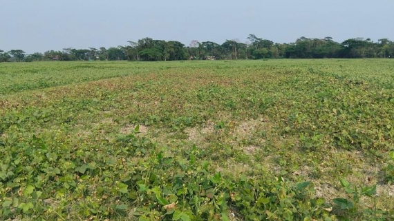 দুমকিতে মুগডাল আবাদে লক্ষ্যমাত্রা ছাড়িয়ে বাম্পার ফলনের সম্ভাবনা