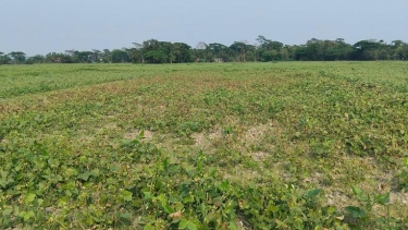 দুমকিতে মুগডাল আবাদে লক্ষ্যমাত্রা ছাড়িয়ে বাম্পার ফলনের সম্ভাবনা