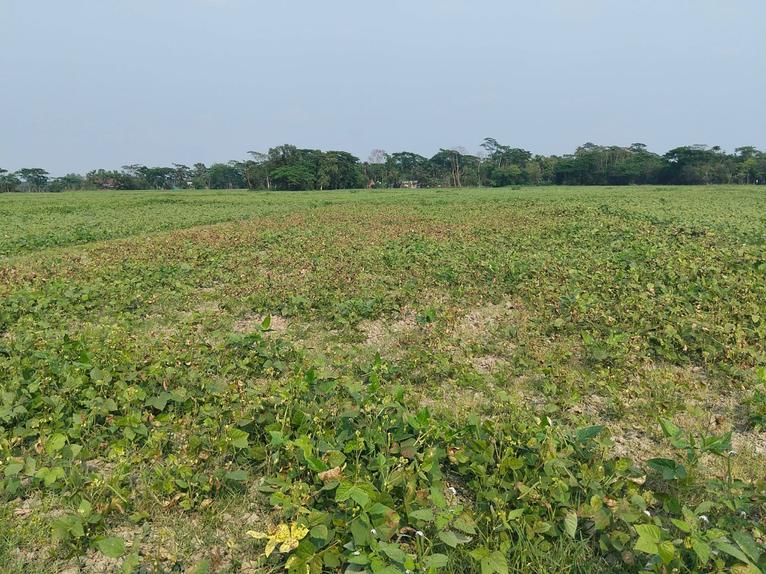 দুমকিতে মুগডাল আবাদে লক্ষ্যমাত্রা ছাড়িয়ে বাম্পার ফলনের সম্ভাবনা