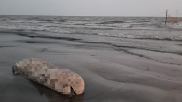 কুয়াকাটা সৈকতে আবারও ভেসে এলো মৃত ইরাবতী ডলফিন