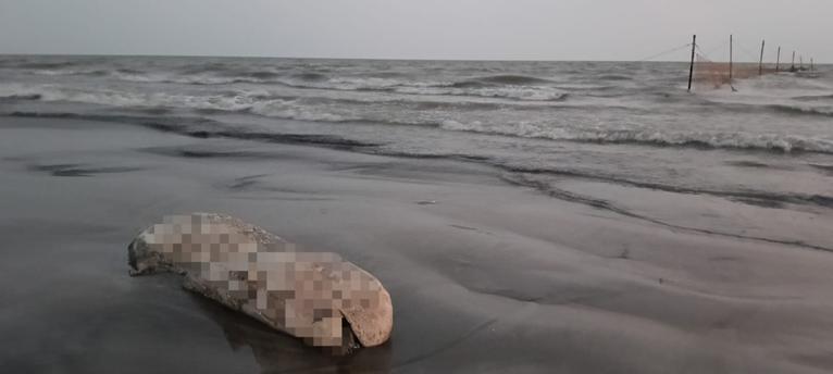 কুয়াকাটা সৈকতে আবারও ভেসে এলো মৃত ইরাবতী ডলফিন