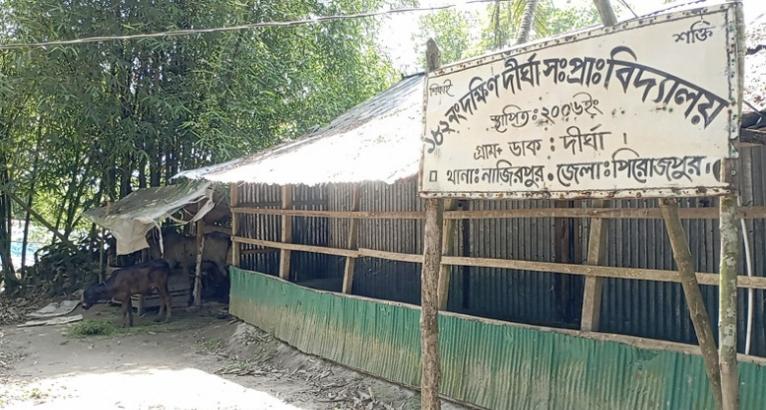নাজিরপুরে ৫ শিক্ষার্থীর বিপরীতে ৪ শিক্ষক; স্কুলসংলগ্ন গরুঘরে ব্যাহত শিক্ষা কার্যক্রম