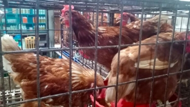 কলাপাড়ায় মুরগির দাম কেজিতে বেড়েছে ৪০-৮০ টাকা, ক্ষুব্ধ ক্রেতারা