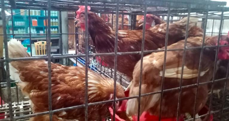 কলাপাড়ায় মুরগির দাম কেজিতে বেড়েছে ৪০-৮০ টাকা, ক্ষুব্ধ ক্রেতারা