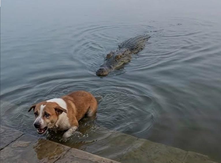 বাগেরহাটে দিঘিতে কুমিরের আক্রমণে কুকুর মৃত্যু: তদন্ত প্রতিবেদন দাখিল
