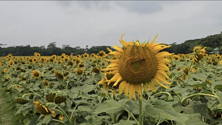 দুমকিতে সূর্যমুখী চাষে সম্ভাবনা, বাড়ছে আবাদ