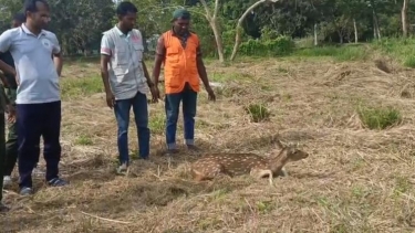 বাগেরহাটে বাঘের তাড়া খেয়ে লোকালয়ে হরিণ, পরে বনে অবমুক্ত