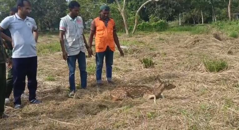 বাগেরহাটে বাঘের তাড়া খেয়ে লোকালয়ে হরিণ, পরে বনে অবমুক্ত