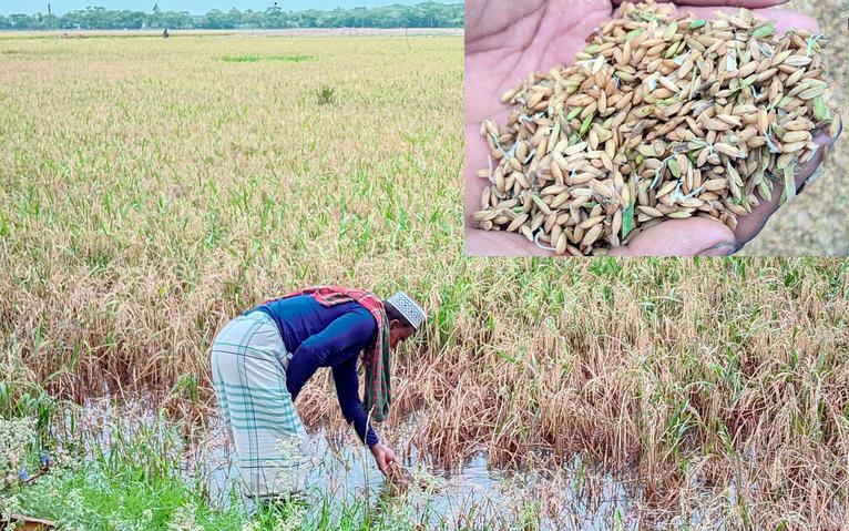 কলাপাড়ায় বৃষ্টির পানিতে পাকা ধান নষ্টের শঙ্কা, বিপাকে কৃষক