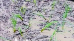 মেহেন্দিগঞ্জে সড়কের বেহাল দশা, প্রতিবাদে সড়কে ধান রোপণ