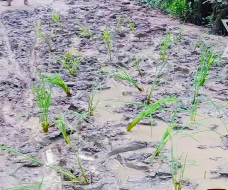 মেহেন্দিগঞ্জে সড়কের বেহাল দশা, প্রতিবাদে সড়কে ধান রোপণ