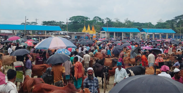 আমতলীতে বড় গরুর ক্রেতা কম, ছোট-মাঝারি গরুর চাহিদা বেশি