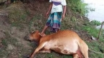 দশমিনায় বজ্রপাতে গাভির মৃত্যু, দিশেহারা কৃষক