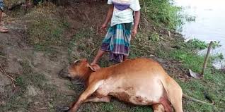 দশমিনায় বজ্রপাতে গাভির মৃত্যু, দিশেহারা কৃষক
