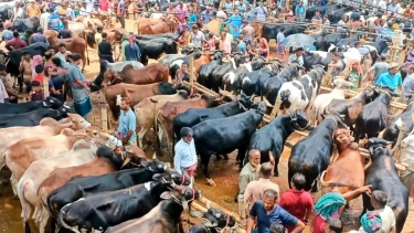 পাইকার সংকটে যশোরের শার্শার সাতমাইল পশুর হাট