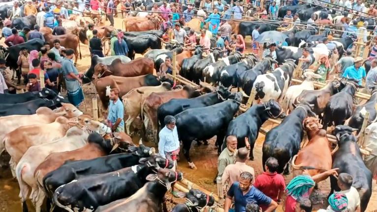 খাজনামুক্ত শিয়ালকাঠী পশুর হাটে স্বস্তিতে ক্রেতা-বিক্রেতা