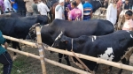 নেছারাবাদের চার পশুর হাটে খাজনা মওকুফে স্বস্তিতে ক্রেতা-বিক্রেতা