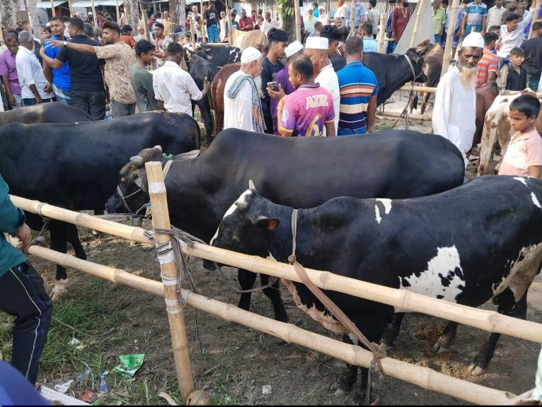 নেছারাবাদের চার পশুর হাটে খাজনা মওকুফে স্বস্তিতে ক্রেতা-বিক্রেতা