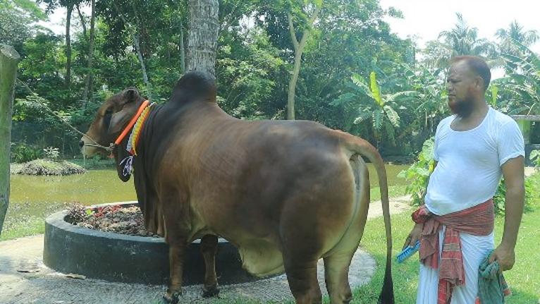 কলাপাড়ায় ‘রাজা বাহাদুর’র দাপটে কাঁপবে কোরবানির হাট-বাজার