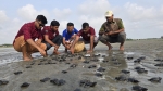 কুয়াকাটা সৈকতে মিলল অলিভ রিডলি প্রজাতির ১৬৩ টি কচ্ছপের বাচ্চা