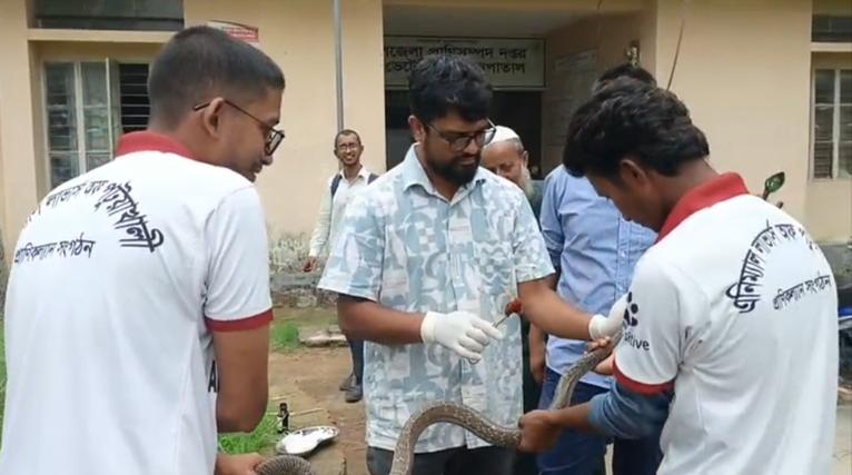 কলাপাড়ায় দাঁড়াশ ও কালনাগিনী সাপ উদ্ধার, বনে অবমুক্তের প্রস্তুতি