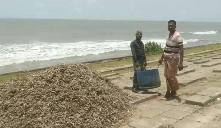 অবশেষে কুয়াকাটা সৈকতের পচা বর্জ্য অপসারণ, ফিরছে স্বস্তি