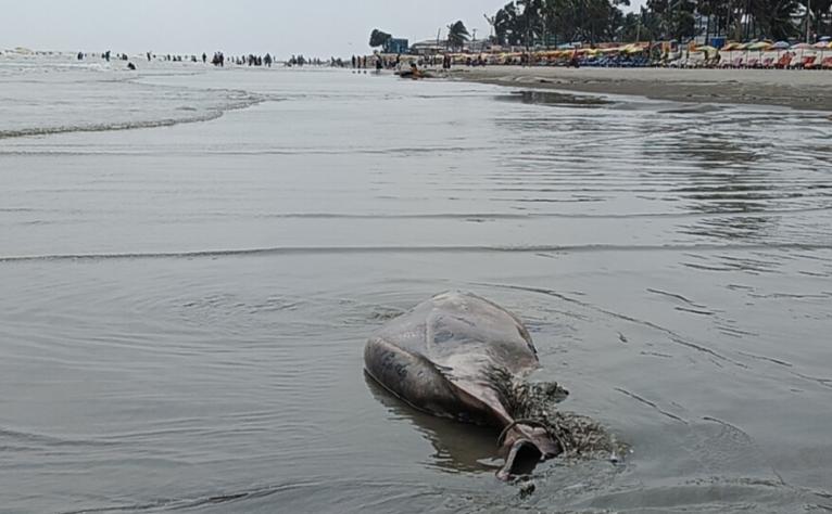 কুয়াকাটা সৈকতে ভেসে এসেছে মৃত ইরাবতী ডলফিন