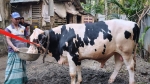 কাউখালীতে ১৬ মণের ‘জমিদার’ দাম হাঁকাচ্ছে ৫ লাখ টাকা
