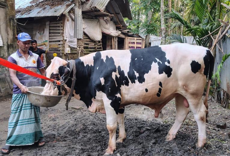 কাউখালীতে ১৬ মণের ‘জমিদার’ দাম হাঁকাচ্ছে ৫ লাখ টাকা