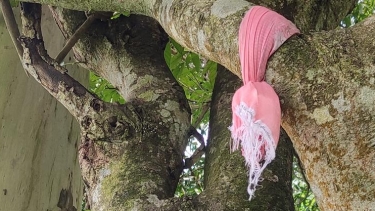 কাউখালীতে গাছে ঝুলন্ত জেলের মরদেহ উদ্ধার, অপমৃত্যুর মামলা