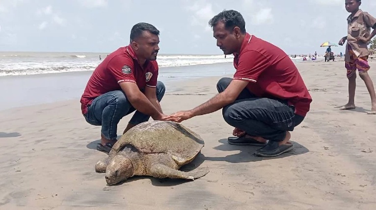 কুয়াকাটা সৈকতে ভেসে এলো বিরল অলিভ রিডলি মা কচ্ছপ