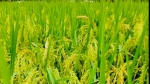 মেহেন্দিগঞ্জে টানা বৃষ্টিতে ধান কাটায় উৎকণ্ঠায় ইরি চাষিরা