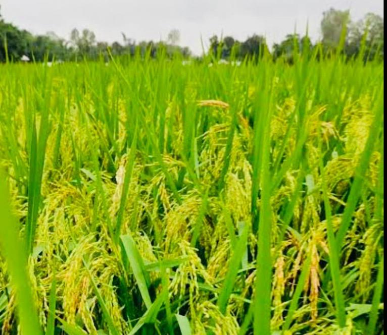মেহেন্দিগঞ্জে টানা বৃষ্টিতে ধান কাটায় উৎকণ্ঠায় ইরি চাষিরা