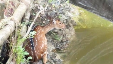 বরগুনার লোকালয়ে হরিণ, উদ্ধার শেষে তদন্ত কমিটি