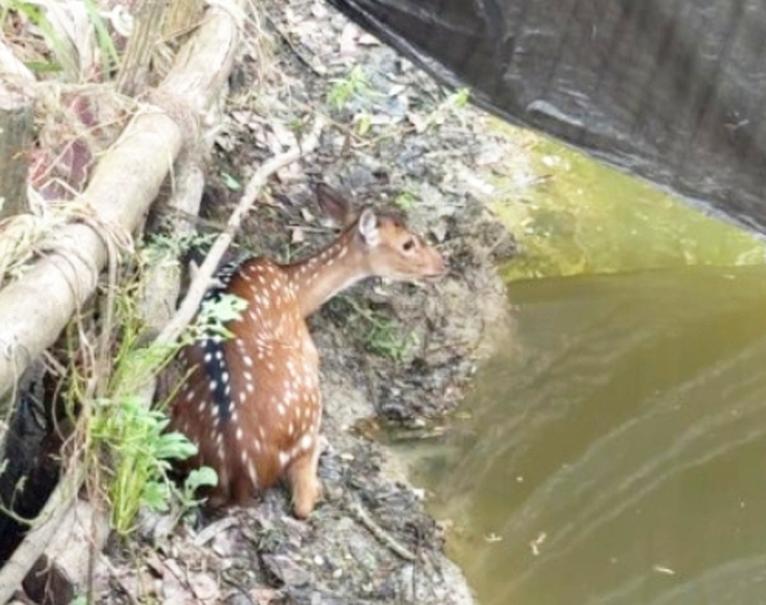 বরগুনার লোকালয়ে হরিণ প্রবেশ