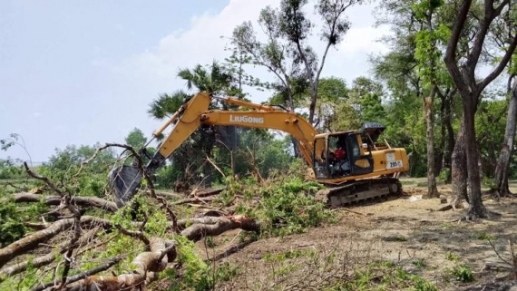 রাঙ্গাবালীতে বেড়িবাঁধ সংস্কারে উপড়ে ফেলা হলো ৫০০ গাছ, ক্ষোভ উপকারভোগীদের