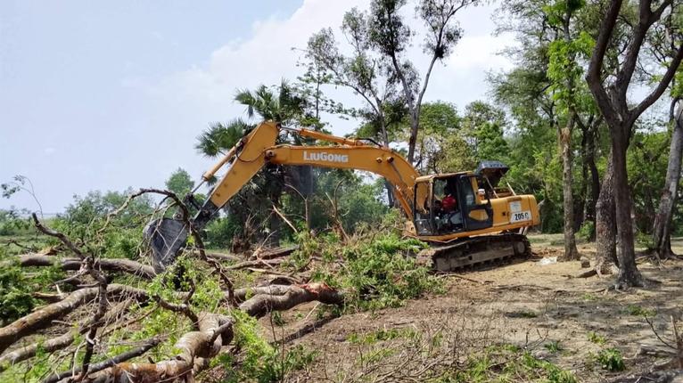 রাঙ্গাবালীতে বেড়িবাঁধ সংস্কারে উপড়ে ফেলা হলো ৫০০ গাছ, ক্ষোভ উপকারভোগীদের