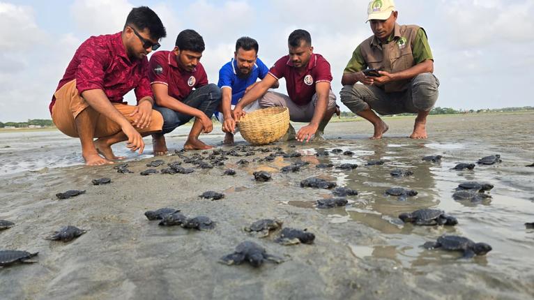 কুয়াকাটা সৈকতে ১৬৩টি কচ্ছপের বাচ্চা উদ্ধার, নিরাপদে সাগরে অবমুক্ত